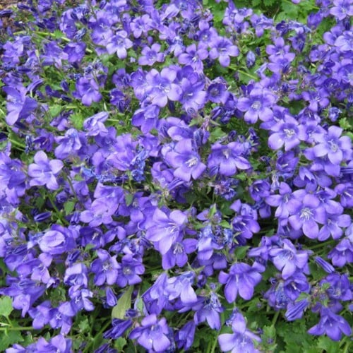 Campanula Portenschlagiana Klokjesbloem