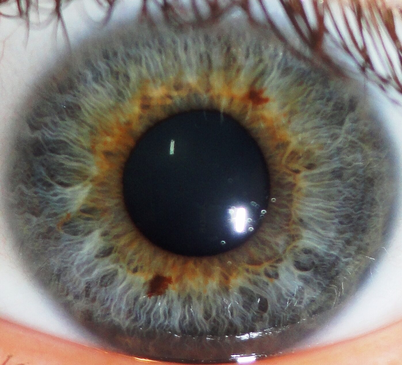 Close up Image of a Human Iris rotated