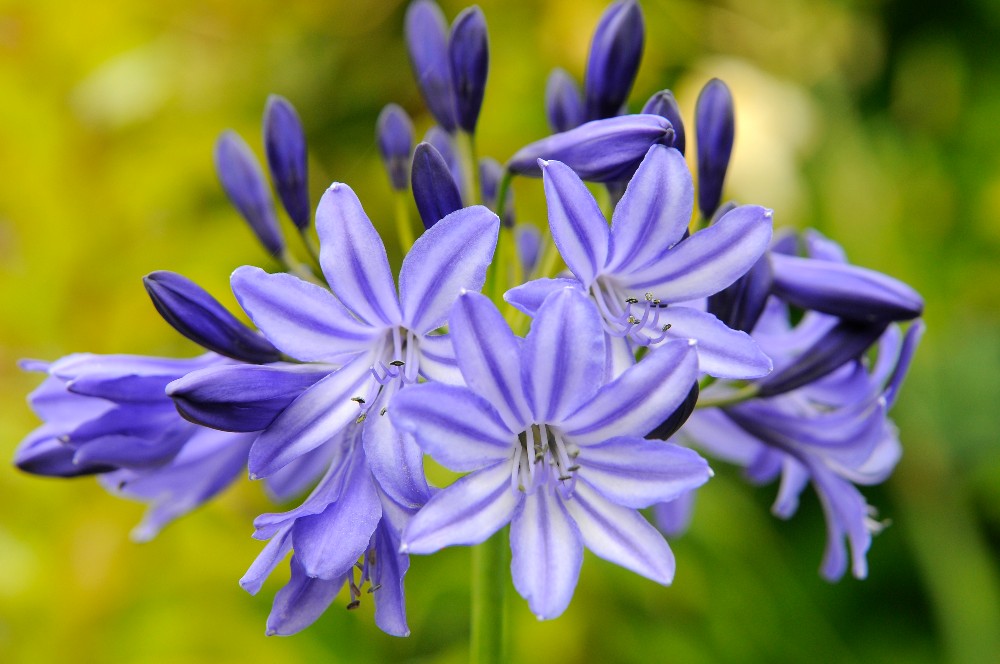 Agapanthus Kleuren: Ontdek de Mooiste Variëteiten 9 agapanthus paarse bloemen