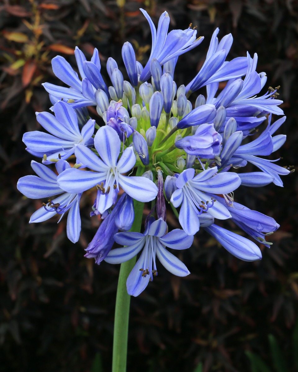 Agapanthus Kleuren: Ontdek de Mooiste Variëteiten 8 agapanthus voeding geven