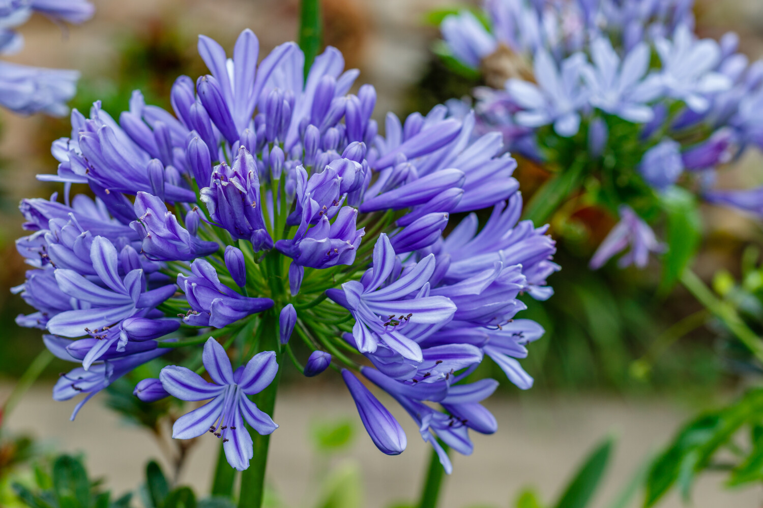 Agapanthus Kleuren: Ontdek de Mooiste Variëteiten 10 agapanthus africanus umbellatus 1684936613