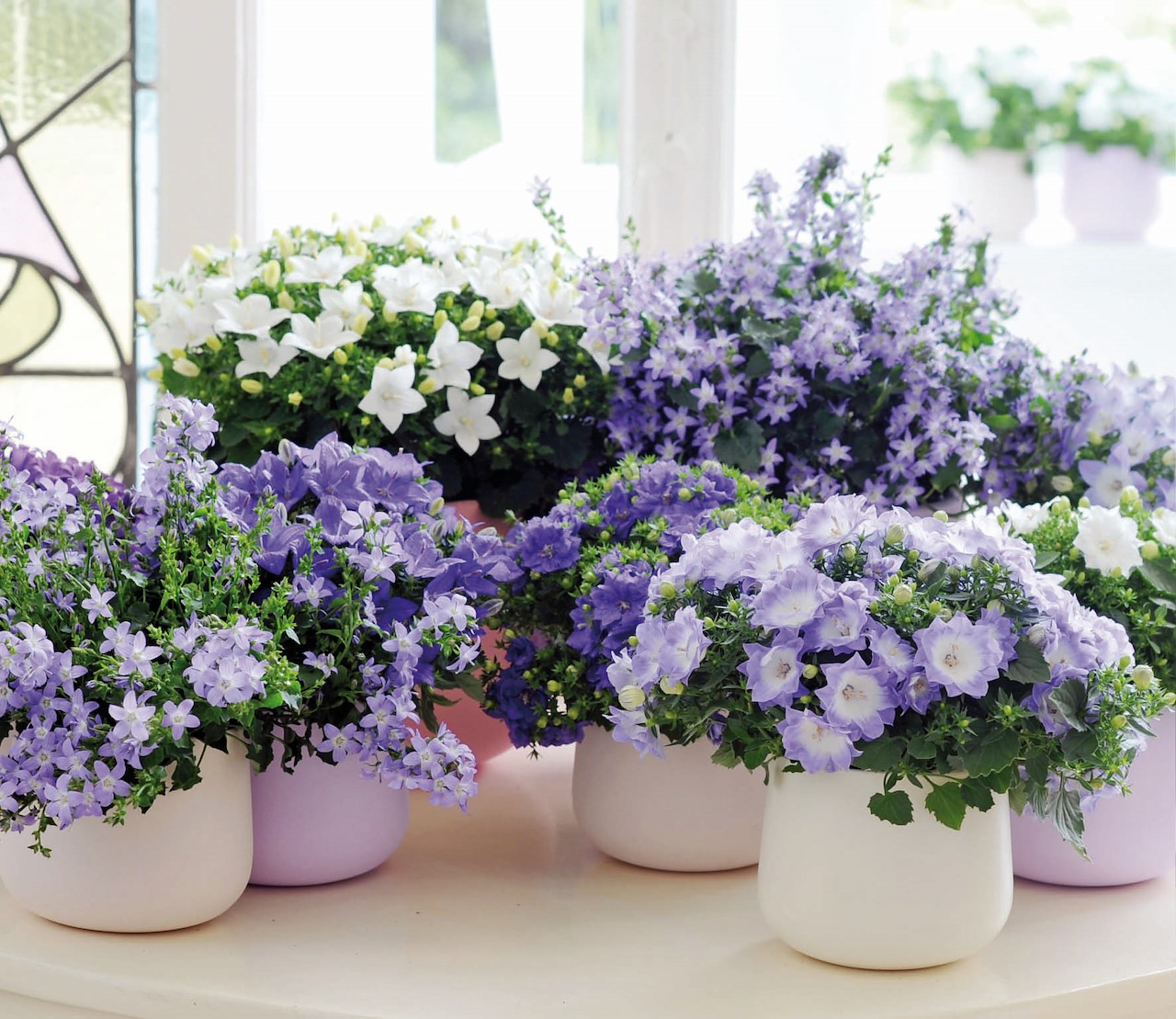campanula 3