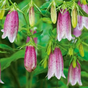 campanula punctata rubra klokjesbloem 1