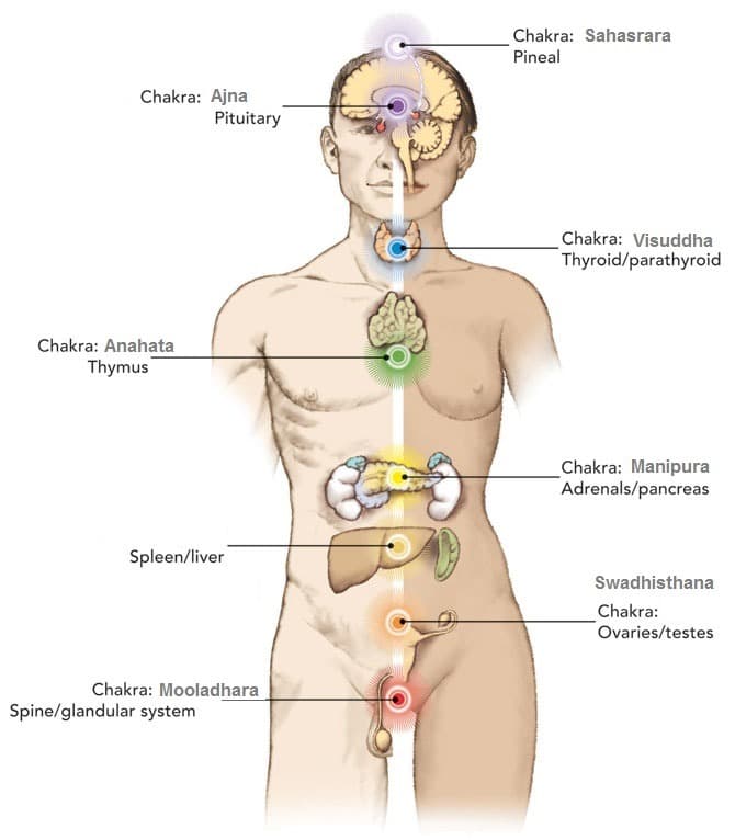 Ontdek de 7 kleuren van de chakra's en hun betekenis 7 het endocriene systeem